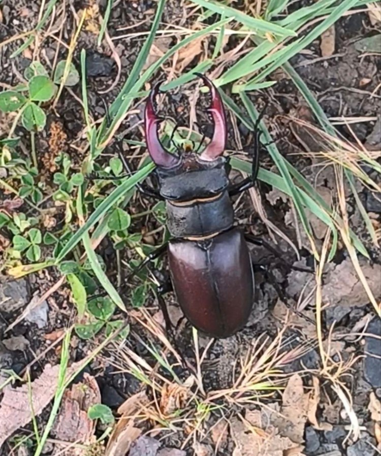Ciervo volante. Cortesía El Mayulón.